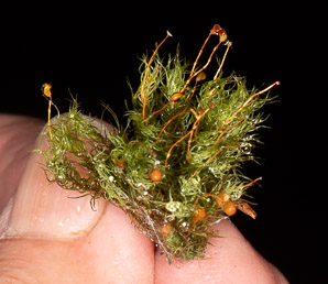 Bartramia pomiformis (common apple-moss, apple moss, bartramia moss)