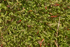 Bazzania trilobata (leafy liverwort, greater whipwort, millipede plant)