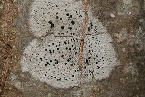 Buellia erubescens (common button lichen, disc lichen)