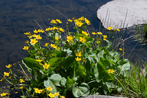 Caltha palustris (marsh marigold, kingcup, yellow marsh marigold)