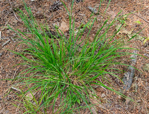 Carex blanda (common woodland sedge, eastern woodland sedge)