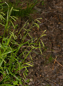Carex gracillima (graceful sedge)