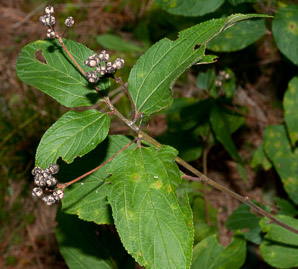 Ceanothus americanus (New Jersey tea, red root, wild snowball, mountain sweet)