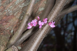 Cercis canadensis (Eastern redbud)