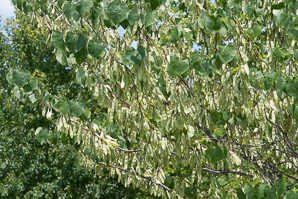 Cercis canadensis (Eastern redbud)