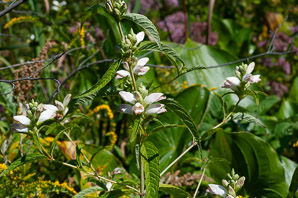 Chelone glabra (turtlehead, snake-head, turtle-bloom, shellflower, bitter herb, white chelone, white turtlehead)