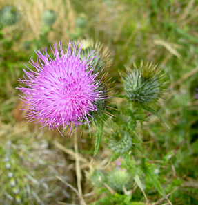 Cirsium vulgare (bull thistle)
