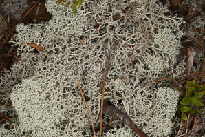Cladina rangiferina (gray reindeer lichen, reindeer lichen, reindeer moss, greygreen reindeer lichen)