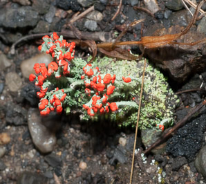 Cladonia cristatella (British soldiers, cup lichen, British soldier lichen)