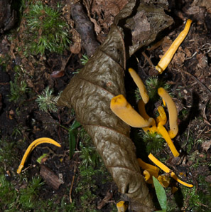 Clavulinopsis laeticolor (golden fairy club)