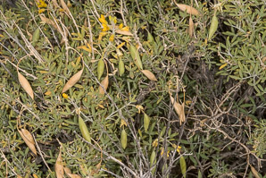 Cleome isomeris (bladderpod, Arizona bladderpod, bladderpod spiderflower)