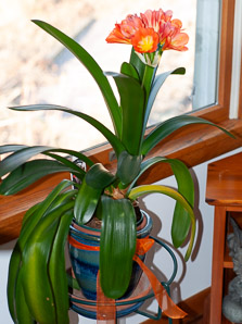 Clivia miniata (kaffir lily, Natal lily, bush lily)