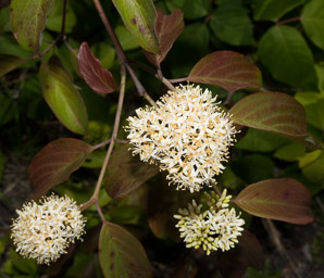 Cornus amomum (silky dogwood)