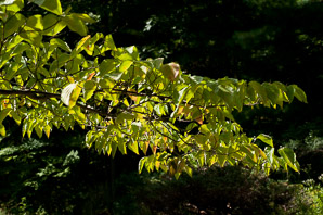 Cornus florida (flowering dogwood)