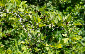 Crataegus submollis (Quebec hawthorn)