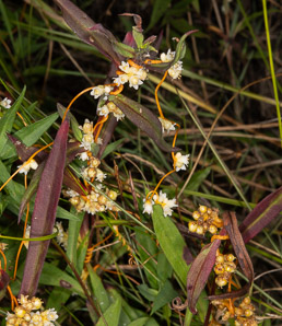 Cuscuta gronovii (common dodder, scaldweed)