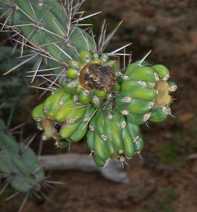 Cylindropuntia imbricata (tree cholla)