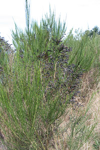 Cytisus scoparius (common broom, scotch broom)