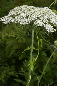Daucus carota (Queen Anne’s lace, wild carrot, bird’s nest, bishop’s lace)