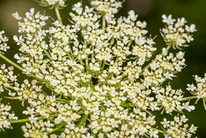 Daucus carota (Queen Anne’s lace, wild carrot, bird’s nest, bishop’s lace)