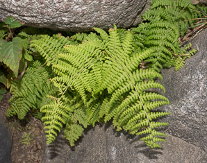 Dennstaedtia punctilobula (hay-scented fern, eastern hayscented fern)