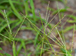 Digitaria sanguinalis (large crabgrass, hairy crabgrass)