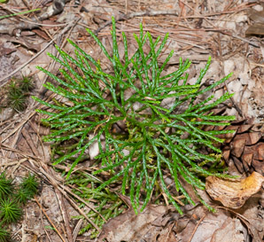 Diphasium anceps (ground cedar, northern brown cedar, flat-branched club moss, groundcedar)