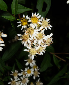 Doellingeria umbellata (flat-topped white aster, umbellate aster, parasol whitetop, tall flat-topped white aster)