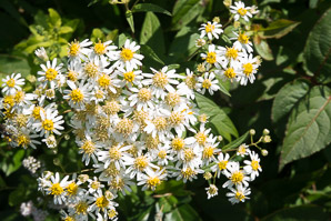 Doellingeria umbellata (flat-topped white aster, umbellate aster, parasol whitetop, tall flat-topped white aster)
