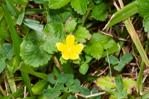 Duchesnea indica (mock strawberry, Indian strawberry)