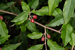 Elaeagnus umbellata (autumn olive, Japanese silverberry)