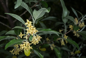 Elaeagnus umbellata (autumn olive, Japanese silverberry)