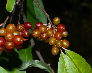 Elaeagnus umbellata (autumn olive, Japanese silverberry)