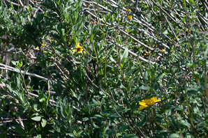 Encelia californica (bush sunflower, California brittlebush)