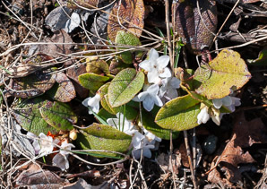 Epigaea repens (trailing arbutus)