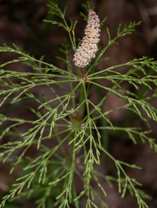 Equisetum sylvaticum (wood horsetail, woodland horsetail)