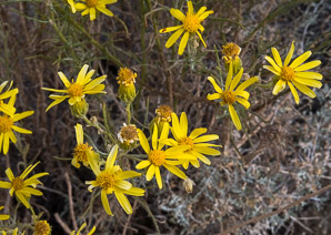 Ericameria linearifolia (goldenbush, interior goldenbush, narrowleaf goldenbush)