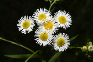 Erigeron annuus (daisy fleabane, rough fleabane, eastern daisy fleabane)