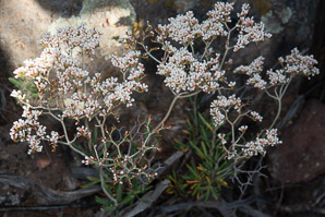 Eriogonum microthecum