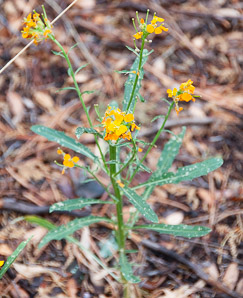 Erysimum capitatum (western wallflower, sanddune wallflower)