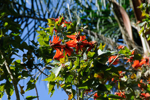 Erythrina lysistemon (coral tree)