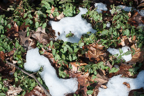 Euonymus fortunei (common wintercreeper, climbing euonymous, Fortune’s spindle, wintercreeper, climbing euonymus, winter creeper)