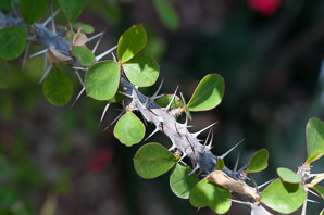 Euphorbia milii (crown of thorns)