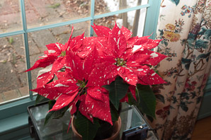 Euphorbia pulcherrima (poinsettia)