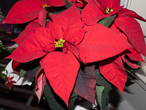 Euphorbia pulcherrima (poinsettia)