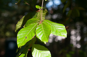 Fagus sylvatica (European beech, common beech)
