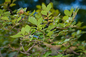 Fothergilla major (large fothergilla, mountain witchalder)