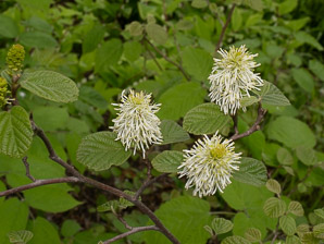Fothergilla major (fothergilla, Mt. Airy fothergilla)