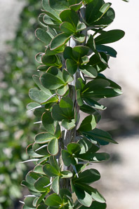 Fouquieria splendens (ocotillo, coachwhip, Jacob’s staff, vine cactus)
