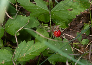 Fragaria virginiana (common strawberry, Virginia strawberry, wild strawberry, strawberry)
